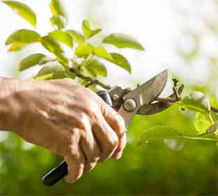 Цена обрезки деревьев: здоровье и красота сада — в ваших руках